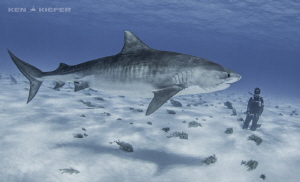 My wife Kimber enjoys a beautiful tiger shark on her firs... by Ken Kiefer 